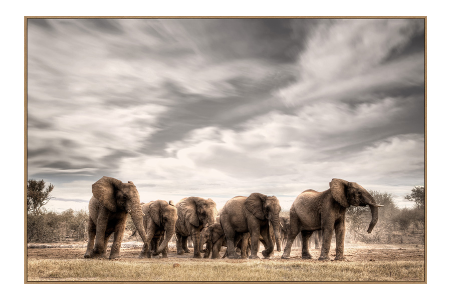 Schilderij kudde olifanten 1