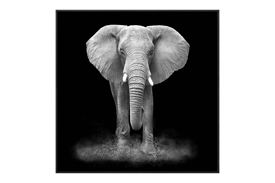 Schilderij olifant - zwart wit 1